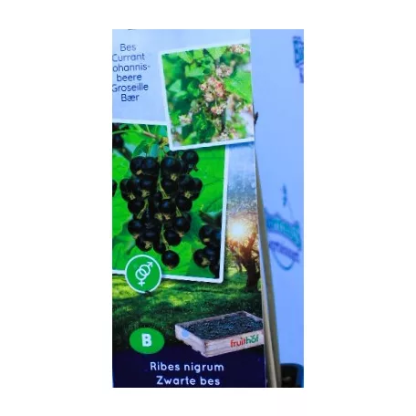 Feketeribizli Ribes nigrum P11