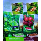 Egres / Köszméte válogatás Ribes uva-crispa P11