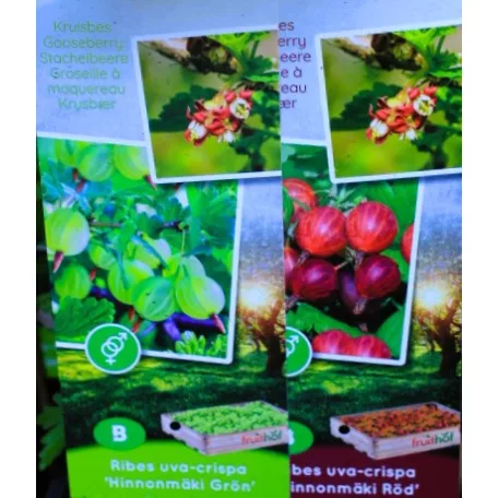 Egres / Köszméte válogatás Ribes uva-crispa P11