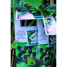 Tüskementes szeder Rubus fruticosus P11