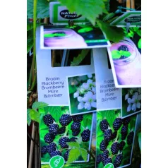 Tüskementes szeder Rubus fruticosus P11