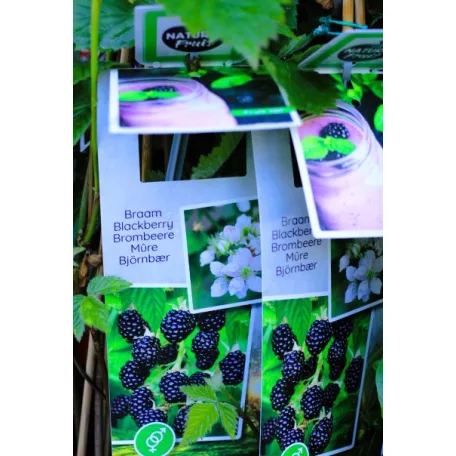 Tüskementes szeder Rubus fruticosus P11