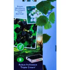 Tüskementes szeder Rubus fruticosus P11