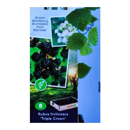 Tüskementes szeder Rubus fruticosus P11