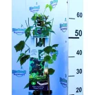 Tüskementes szeder Rubus fruticosus P11