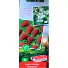 Málna válogatás Rubus idaeus P11