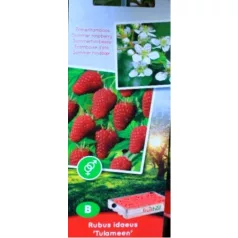 Málna válogatás Rubus idaeus P11