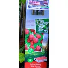 Málna válogatás Rubus idaeus P11