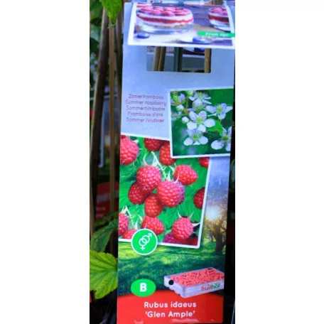 Málna válogatás Rubus idaeus P11