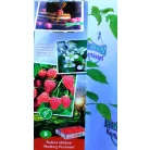 Málna válogatás Rubus idaeus P11