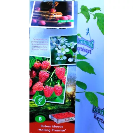 Málna válogatás Rubus idaeus P11