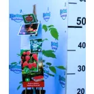 Málna válogatás Rubus idaeus P11