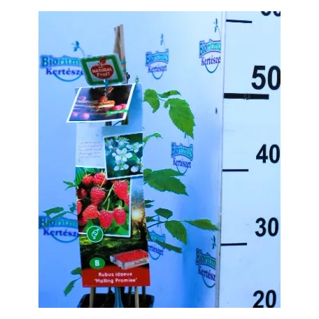 Málna válogatás Rubus idaeus P11