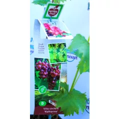 Rózsaszín csemegeszőlő Vitis vinifera Katharina P11