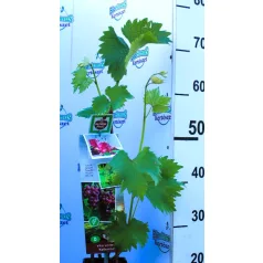 Rózsaszín csemegeszőlő Vitis vinifera Katharina P11