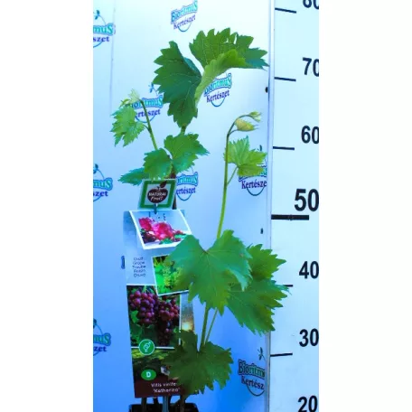 Rózsaszín csemegeszőlő Vitis vinifera Katharina P11