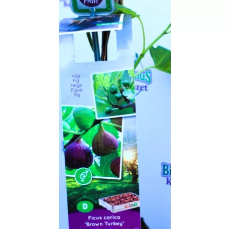 Füge Ficus carica Brown Turkey P11