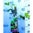 Füge Ficus carica Brown Turkey P11