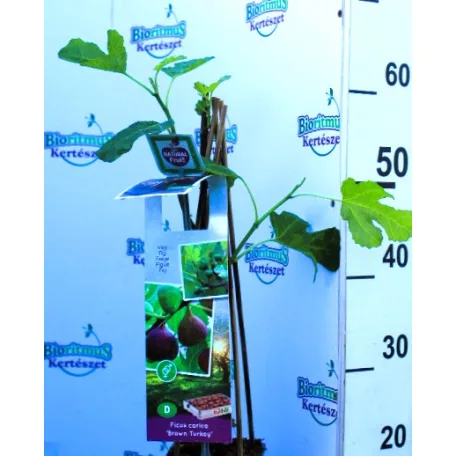 Füge Ficus carica Brown Turkey P11