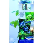 Kék áfonya Vaccinium corymbosum Bluecrop P11