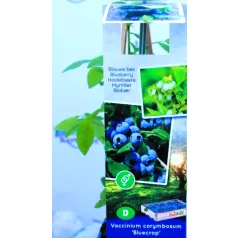 Kék áfonya Vaccinium corymbosum Bluecrop P11