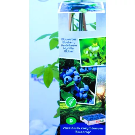Kék áfonya Vaccinium corymbosum Bluecrop P11