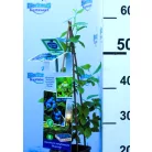 Kék áfonya Vaccinium corymbosum Bluecrop P11
