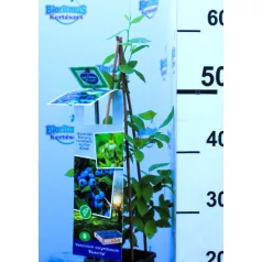 Kék áfonya Vaccinium corymbosum Bluecrop P11