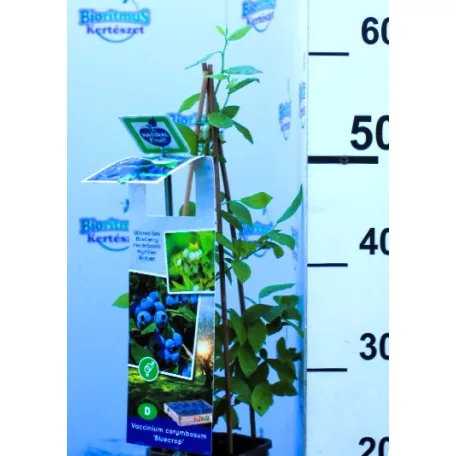 Kék áfonya Vaccinium corymbosum Bluecrop P11