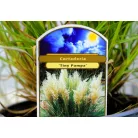 Törpe növésű pampafű Cortaderia selloana Tiny Pampa C2