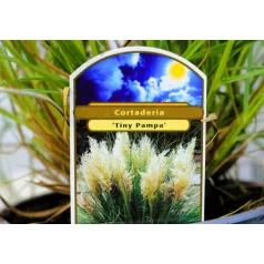 Törpe növésű pampafű Cortaderia selloana Tiny Pampa C2