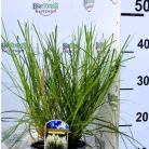 Törpe növésű pampafű Cortaderia selloana Tiny Pampa C2
