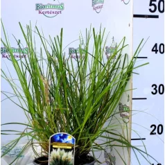 Törpe növésű pampafű Cortaderia selloana Tiny Pampa C2