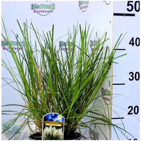 Törpe növésű pampafű Cortaderia selloana Tiny Pampa C2