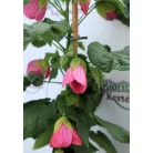 Selyemmályva Abutilon P15