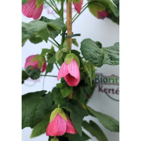 Selyemmályva Abutilon P15