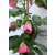 Selyemmályva Abutilon P15