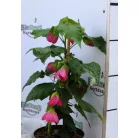 Selyemmályva Abutilon P15