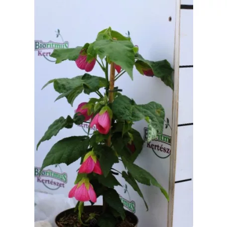 Selyemmályva Abutilon P15