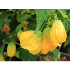 Selyemmályva Abutilon P15