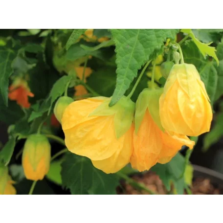 Selyemmályva Abutilon P15