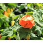 Selyemmályva Abutilon P15