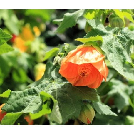 Selyemmályva Abutilon P15