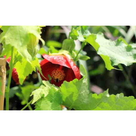 Selyemmályva Abutilon P15