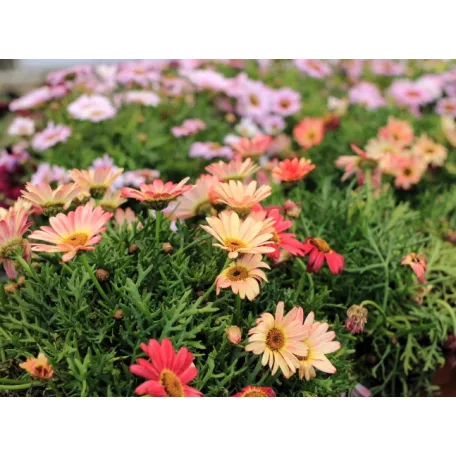 Nagyvirágú cserjés margaréta / Cserjés margitvirág Argyranthemum Grandaisy P19