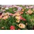 Nagyvirágú cserjés margaréta / Cserjés margitvirág Argyranthemum Grandaisy P19