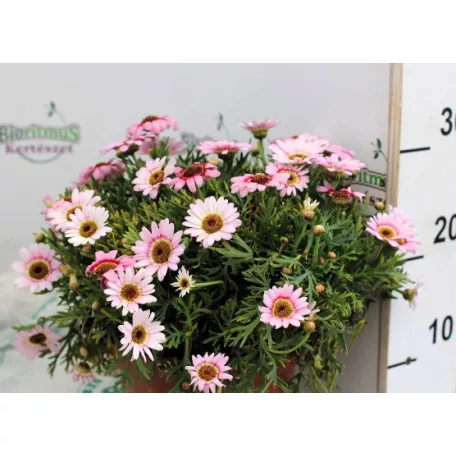 Nagyvirágú cserjés margaréta / Cserjés margitvirág Argyranthemum Grandaisy P19