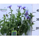 Hegyi imola / Havasi imola Centaurea montana P15