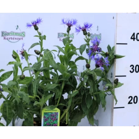 Hegyi imola / Havasi imola Centaurea montana P15