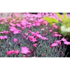 Pünkösdi szegfű Dianthus Whatfield Magenta P13